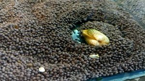 Мидия узорчатая, Криспата.