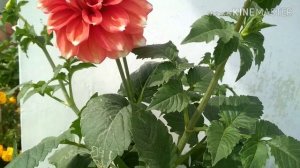 Dahlia in hydroponic v/s soil