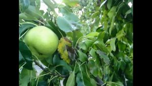 ОБЗОР КОЛОНОВИДНОЙ ГРУШИ САНРЕМИ# САДОВОДСТВО# ВЫРАЩИВАНИЕ КОЛОНОВИДНЫХ ДЕРЕВЬЕВ