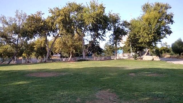 Попугаи-монахи, голуби, майны, вороны, воробьи | Чего только не встретиш в Израиле! | Птицы Израиля