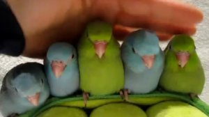 5 peas in a pod - parrotlets 5 weeks old