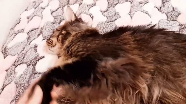 Рацион питание мейн куна Севы. Натуральное или Сухой корм.