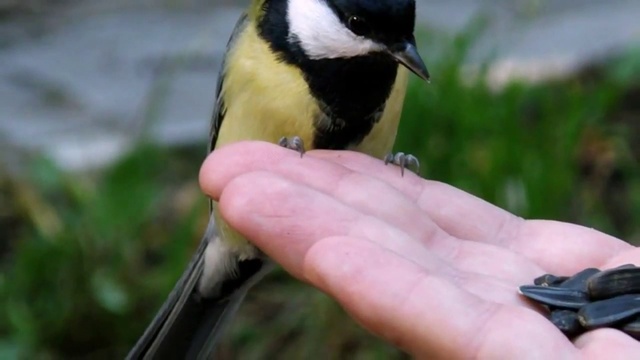 ТАК БИЛАСЬ СИНИЧКА В ОКНО смотреть онлайн