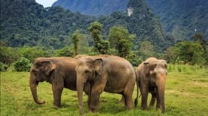 10. Дважды гармонический мажор. Ладовые пьесы "ШЕСТВИЕ СЛОНОВ".