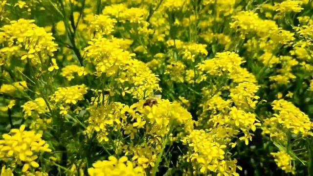 Красивые жёлтые цветы | Ботанический сад в Киеве | Красивая природа | 1 июня 2022 года смотреть онлайн