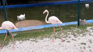 Какие звуки издают фламинго? Ростов-на-Дону