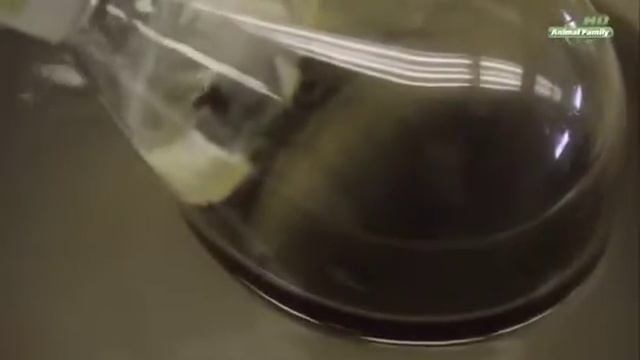 Лечение по сунне верблюжьим молоком смотреть онлайн