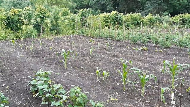 Обзорная экскурсия по огороду июнь 2020 смотреть онлайн