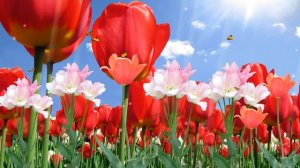 ФУТАЖИ с цветами и бабочками