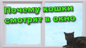 Зачем кошка смотрит в окно?