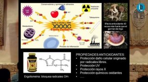 El reishi y otros hongos medicinales de uso actual (Conferencia de Raúl Fraile Fabero) Mundo Reishi