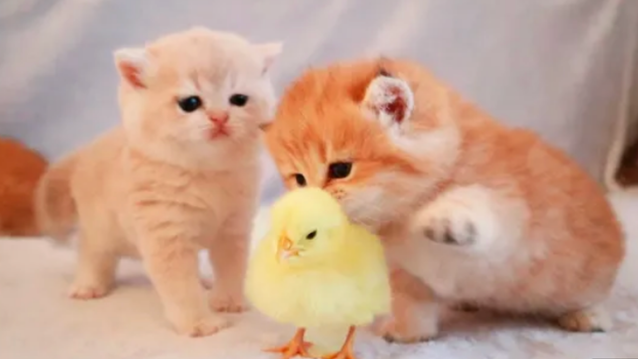 Маленькие Пушистые котята играют с цыпленком!