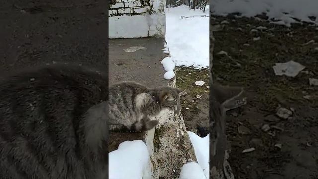 Милые коты белый и серый радостно общаются со мной Cute cats white and gray  communicate with me.