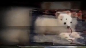 Маленькие породы собак Американский эсскимоский шпиц