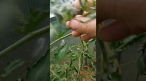 Коллекционные томаты. Адонис (из Риги) на 03.07.2022