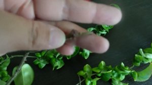 Hoya Compacta (Hindu Rope)