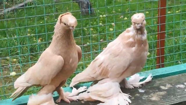 Двухчубые малоклювые желто-песочные элитные голуби. На продажу смотреть онлайн