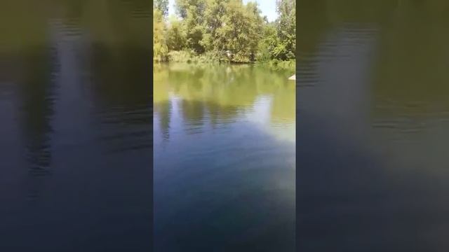 Красивые лебеди природа смотреть онлайн