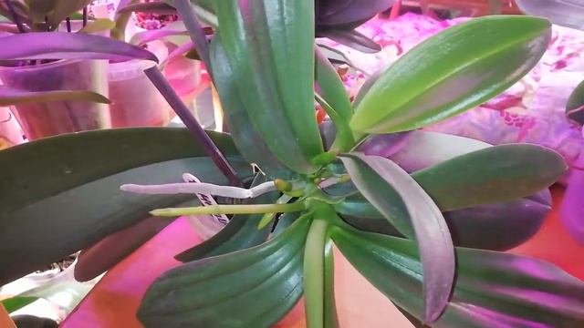 Детки Фаленопсиса целый год жили без корней / Посылка от Орхидейного блогера из Америки смотреть онлайн