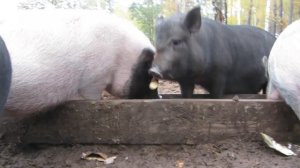 Как выбрать породистого поросенка вьетнамской свиньи?