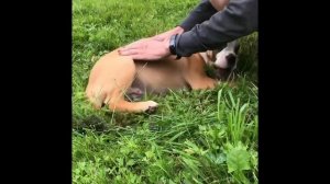 Континентальный бульдог. Мама Беллами и дочь Арабелла 3 месяца. Прогулка.