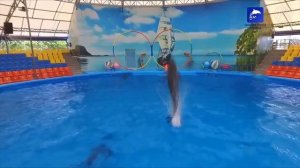 Dolphin Show Phuket - Swimming With Dolphins at Dolphins Bay Phuket | TheAsia.com