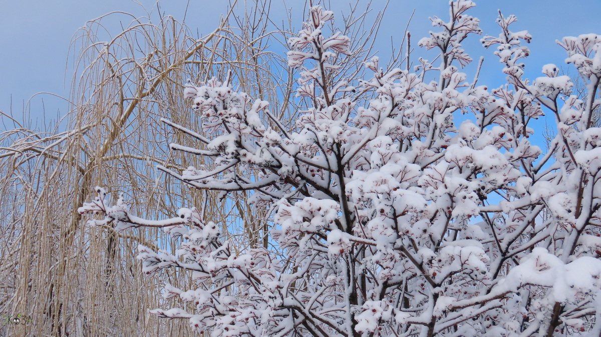 Снежная сказка декабря. Деревья в снегу. Малый пёстрый дятел, синицы, воробьи