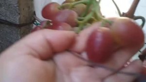 г.ф. винограда Гусар удивила красотой и размером ягоды.
