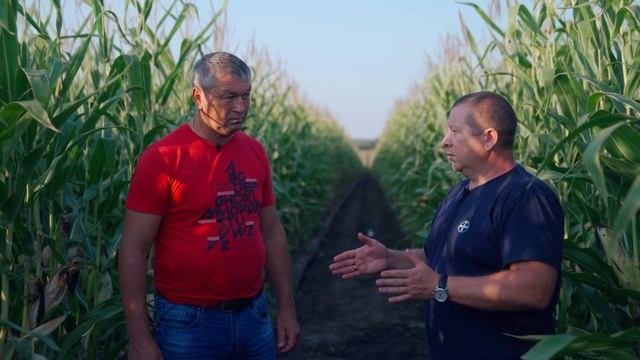 Технология выращивания кукурузы на капельном орошении
