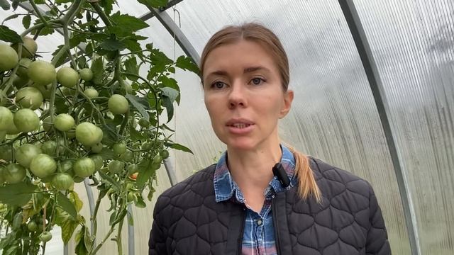 "ОБЕЗЗАРАЖИВАНИЕ" почвы после уборки урожая. Чем я обрабатываю ТЕПЛИЦЫ осенью смотреть онлайн