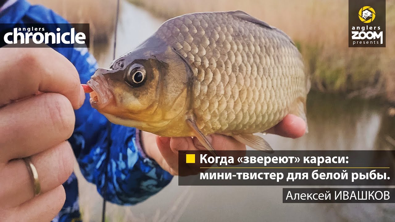 Когда 'звереют' караси: мини-твистер для белой рыбы. Алексей Ивашков