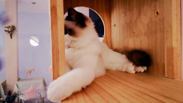 iphone 11 4k film ragdoll cat -4K смотреть онлайн