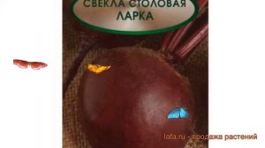 Свекла столовый Ларка (larka) ? столовый свекла Ларка обзор: как сажать, семена свеклы Ларка