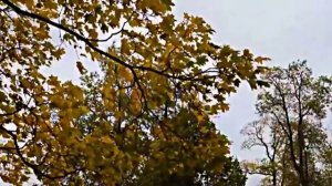 Белая береза.