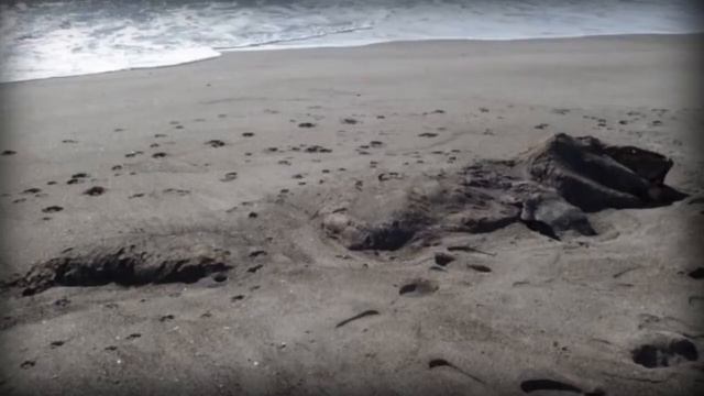 Самые таинственные морские существа