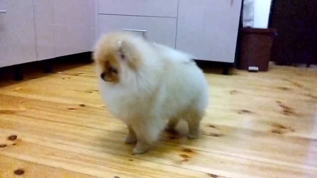 Пипина смотреть онлайн