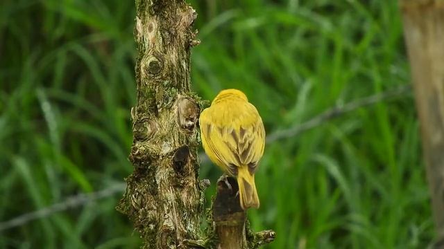 RELAX/ Природная звукотерапия...Лечебное пение птиц в лесу... смотреть онлайн