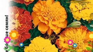 Бархатцы отклоненные. Краткий обзор, описание характеристик tagetes patula nana Бонита