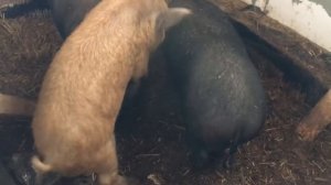 Искусственное осеменение свиньи.Овцы и свиньи