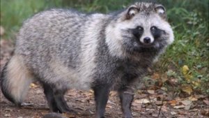 Дикие животные тайги России, видео, звуки и голоса Часть 2 Развивающее видео для детей