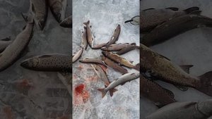 Ленок в апреле. Река Горин Хабаровский край