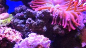 Морской аквариум 30 литров с актинией