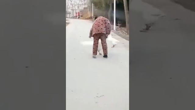 Драка между человеком и гусем смотреть онлайн