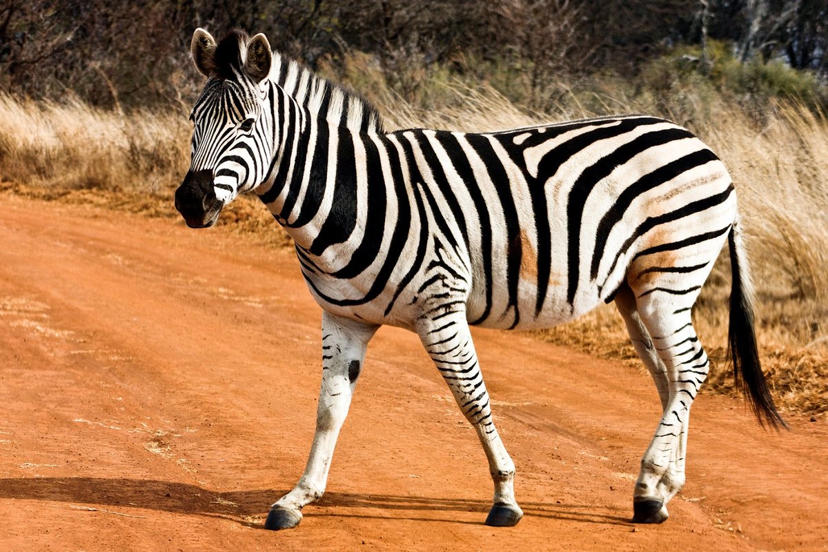 Звук зебры, ржание зебры |Крик зебры | Интересное для детей