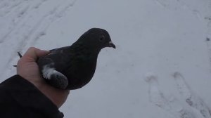 ПРОВОЖУ ВЫХОДНОЙ В ГОЛУБЯТНЕ!! НАЧИНАЮ ПАРОВАТЬ ГОЛУБЕЙ !!! #pigeons#աղավնիներ#Tauben#göyərçinlər#