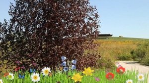 Черемуха виргинская Канада Рэд ? Обзор: посадка и уход. саженцы черемухи: описание и особенности