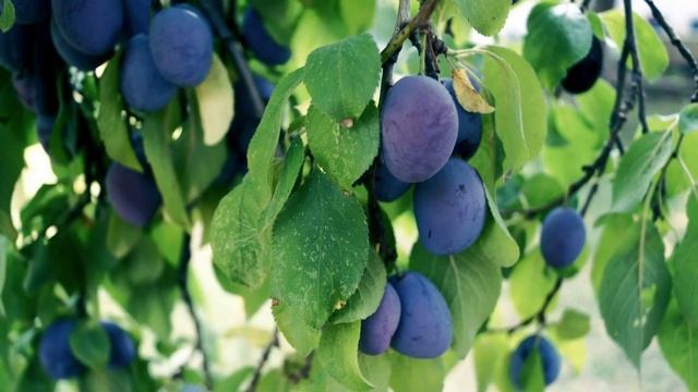 20 удивительных фактах о сливах смотреть онлайн