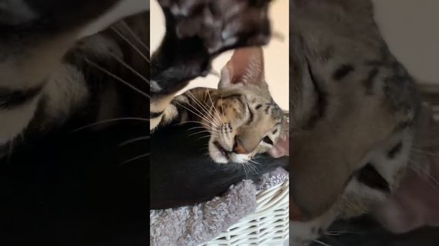 cutepet.mp4