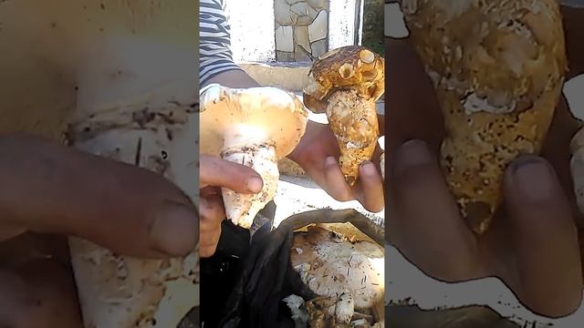 Збір грибів КОРОВ'ЯНКА ГОРДУБАН Карпатський ТРЮФЕЛЬ.