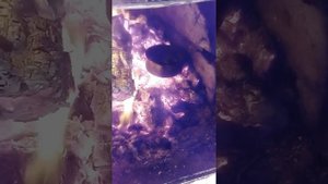 самый простой способ как сделать монетку из свинца